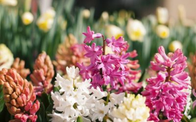 Les petites histoires des plantes : la jacinthe
