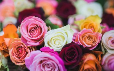 Zoom : La signification de la couleur des roses