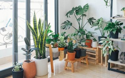 Comment entretenir ses plantes vertes d’intérieur ?
