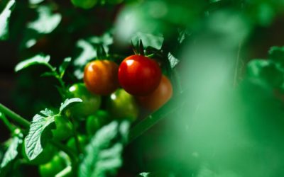 Zoom : Que semer au mois d’avril dans son potager ?