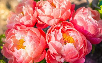 Les petites histoires des plantes : la pivoine de la fête des Mères