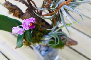 photo d'une orchidée violette